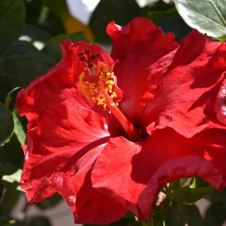 Сasa de vacaciones Ponta Da Piedade Family House