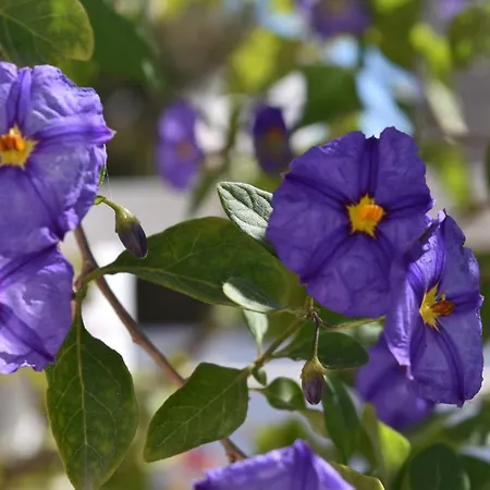 Сasa de vacaciones Ponta Da Piedade Family House *