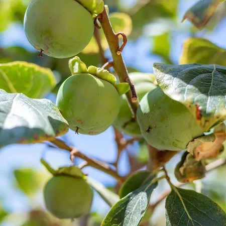 Ponta Da Piedade Family House Lagos
