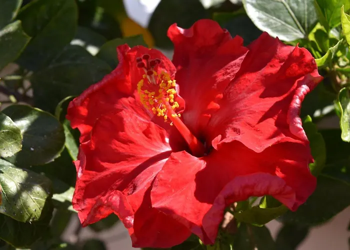 Feriehus Ponta Da Piedade Family House